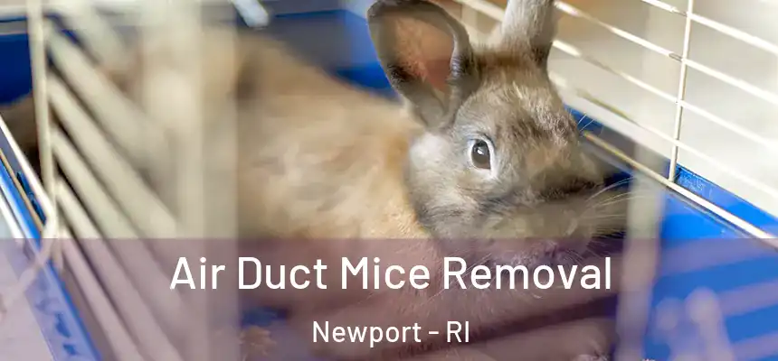  Air Duct Mice Removal Newport - RI